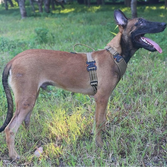 ICEFANG K9 Leash Harness Y-Shaped Adjustable Chest No Pull Front Clip (L) - Picture 4 of 12